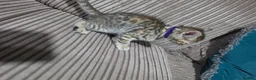 Bengal cats for sale: Bengal X DLH kittens  - Advert 26