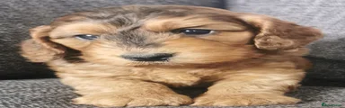 Cockapoo 2