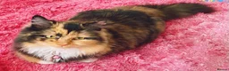 Munchkin cats for sale: Rare Munchkin Minuet (Persian Munchkin) Kittens  - Advert 13