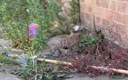 Bengal cats for sale: Champion line Bengal Snow Kittens  - Image 27