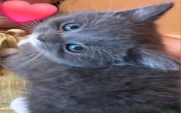 British Shorthair cats for sale: British shorthair x - Image 9