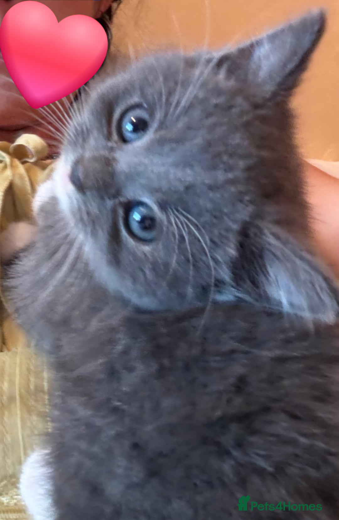 British Shorthair cats for sale: British shorthair x - Image 9