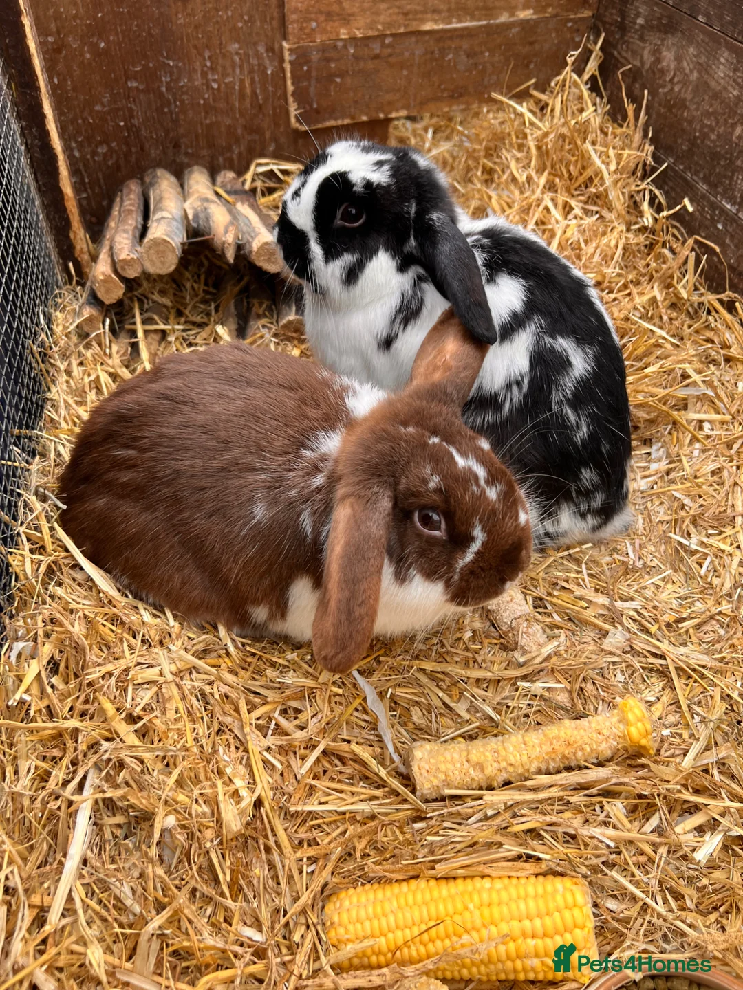 Mini Lop rabbits for sale: Smirnoff & Scotch  in Skipton - Advert 10
