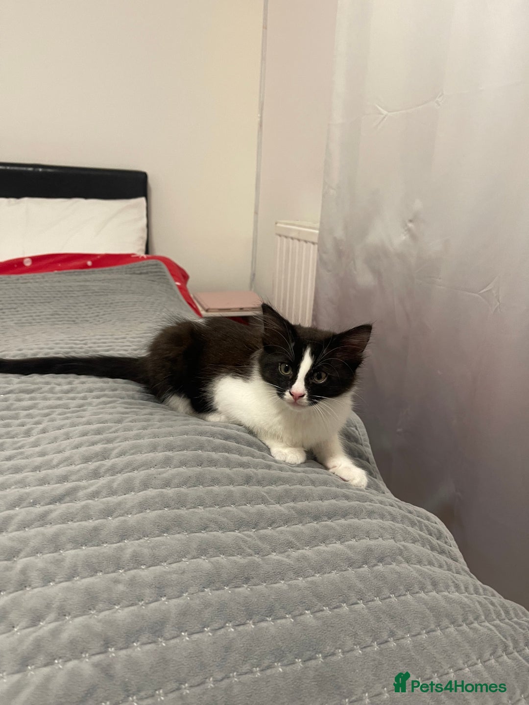 Mixed Breed cats for sale: 5 little kittens trained  - Advert 4