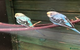 Budgerigars birds for sale: Baby, Budgies for sale - Image 4