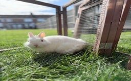 Netherland Dwarf rabbits for sale: •AVAILABLE• Pedigree Netherland Dwarf Bunny in Rushden - Image 13