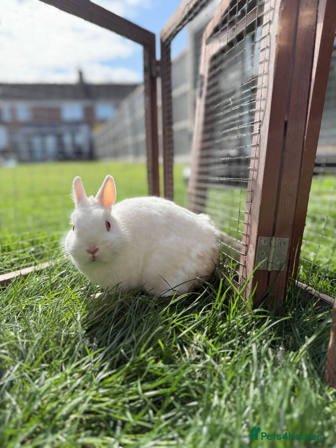 Netherland Dwarf rabbits for sale: •AVAILABLE• Pedigree Netherland Dwarf Bunny in Rushden - Image 13