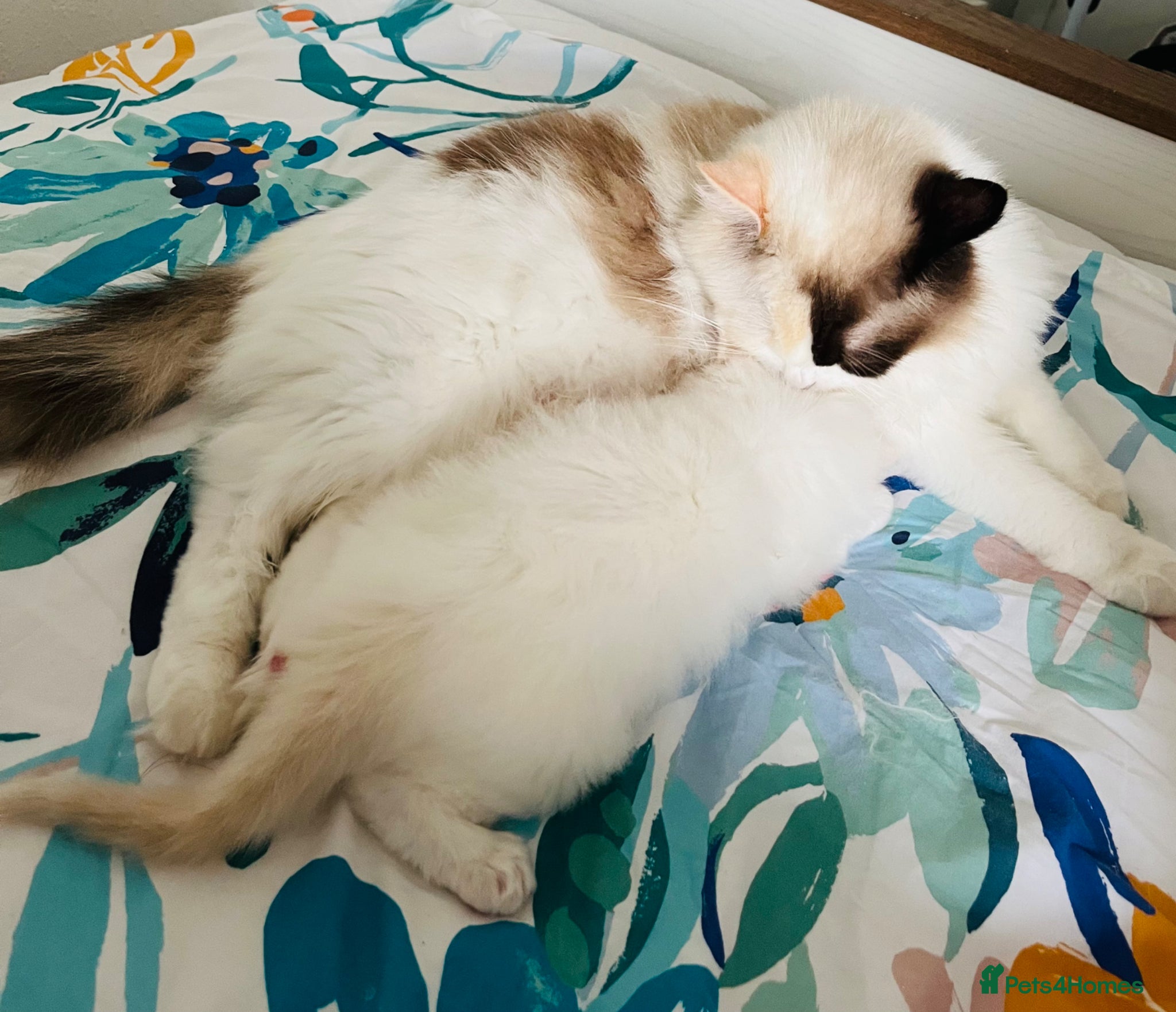 Ragdoll cats for sale: GCCF registered cream/red bi-color ragdoll kitten  - Advert 4