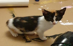 Mixed Breed cats for sale: Beautiful Siamese Cross Kittens - Image 3
