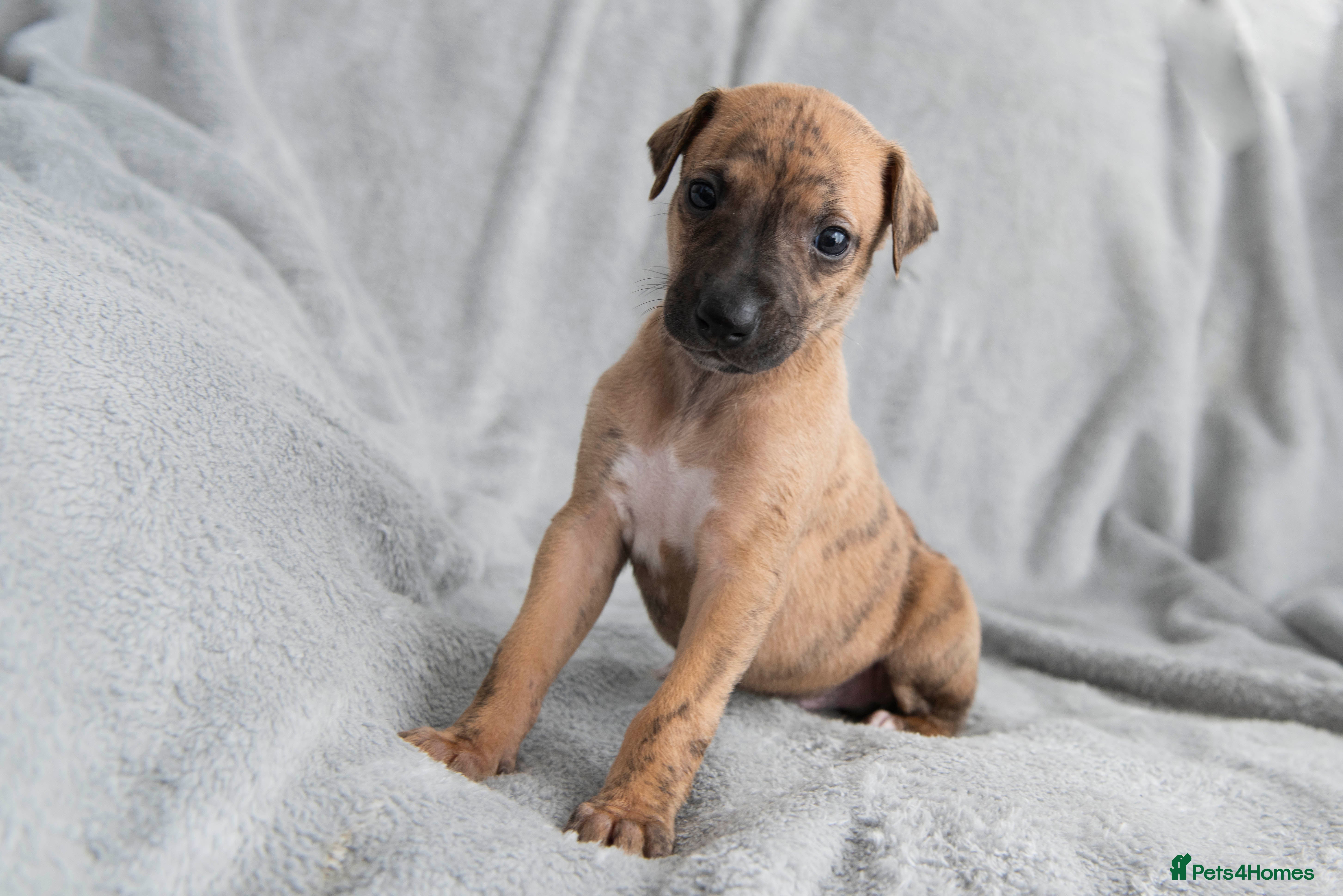 Whippet dogs 2 BRACKENSWIFT PUPPIES AVAILABLE  - Advert 1