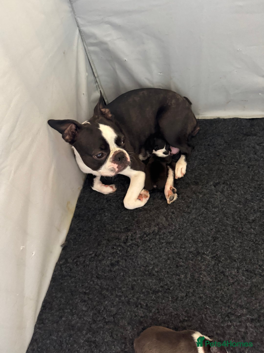 Boston Terrier dogs for sale: Beautiful Boston Terrier Puppies for Loving Homes - Image 33