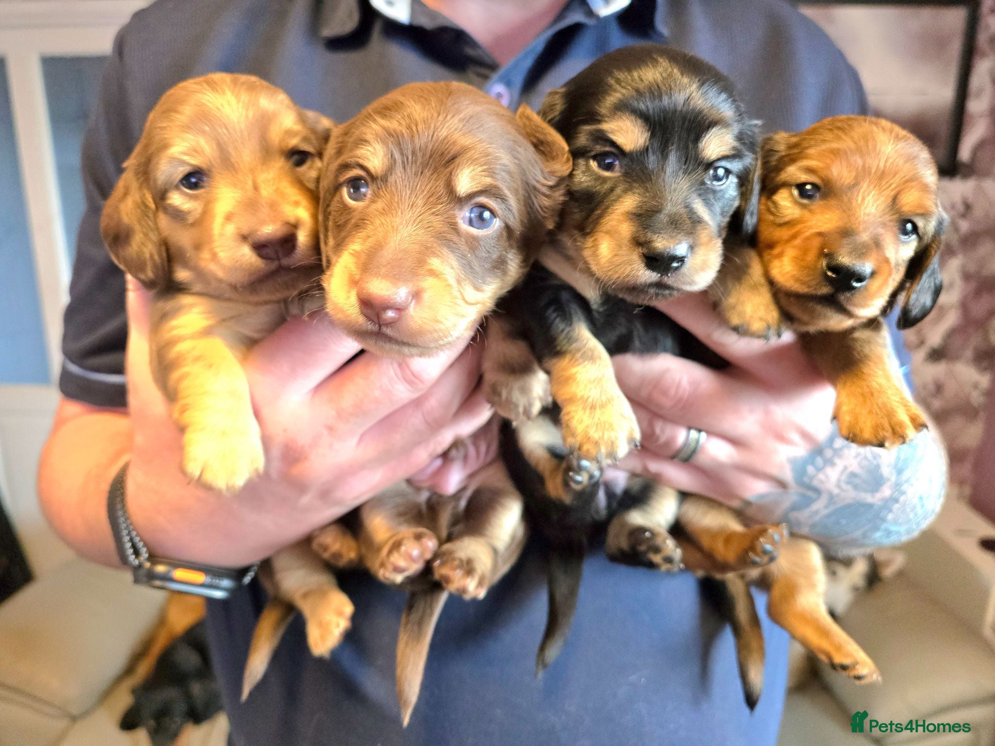 Miniature Dachshund dogs ✨️Last Girl Left✨️Longhaired Miniature Dachshunds  - Advert 17