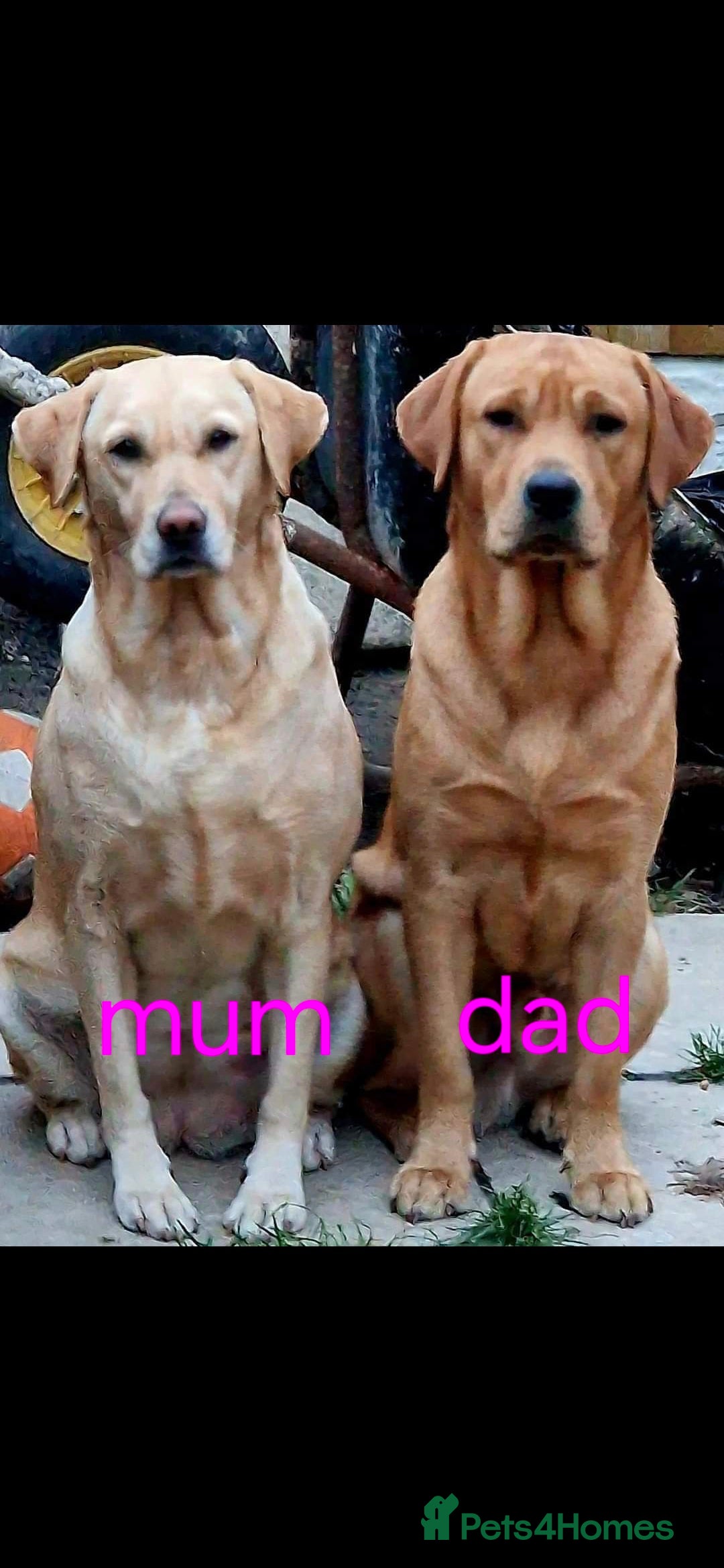 Labrador Retriever dogs 4 beautiful labrador puppies  - Advert 9