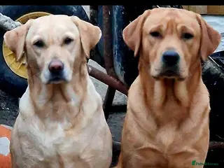 Labrador Retriever dogs 4 beautiful labrador puppies - Advert 9