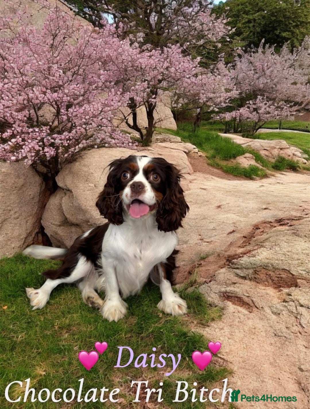 Cavalier King Charles Spaniel dogs for sale: 🌟 Chocolate & Tan Cavalier King Charles🌟  - Advert 4