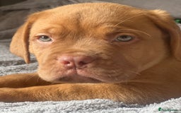 Dogue De Bordeaux dogs for sale: Kc registered Dogue de bordeaux puppies  - Image 32