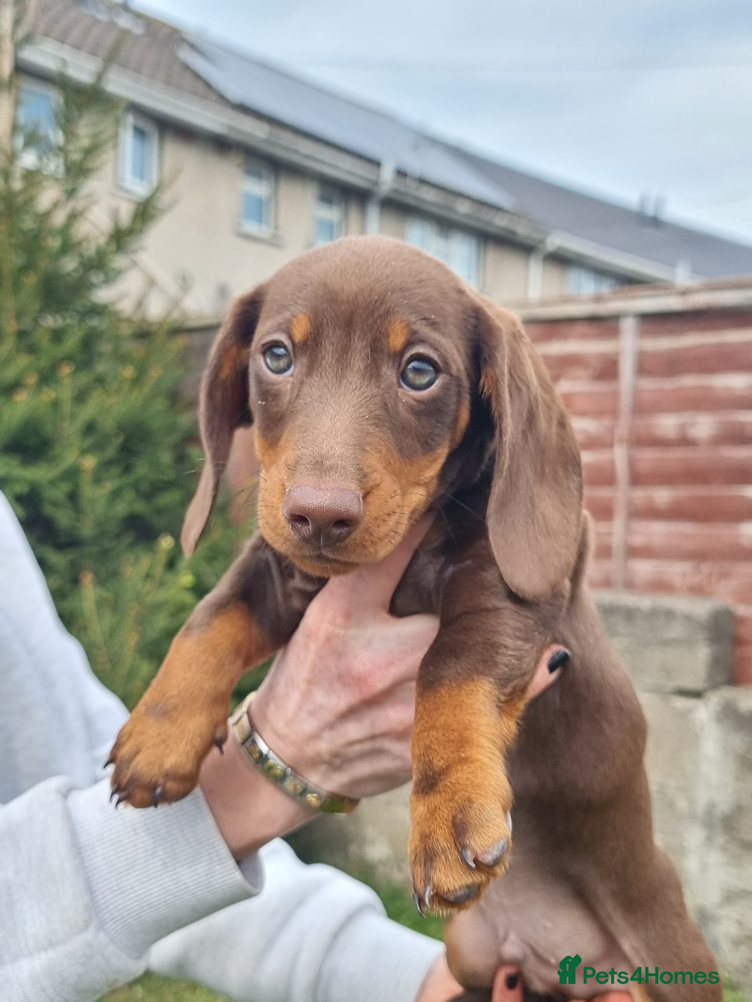 Dachshund dogs Standard dachshund  - Advert 4