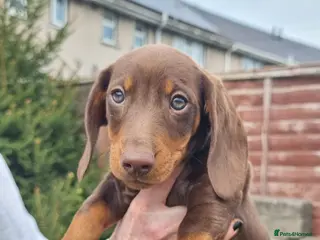 Dachshund dogs Standard dachshund - Advert 4