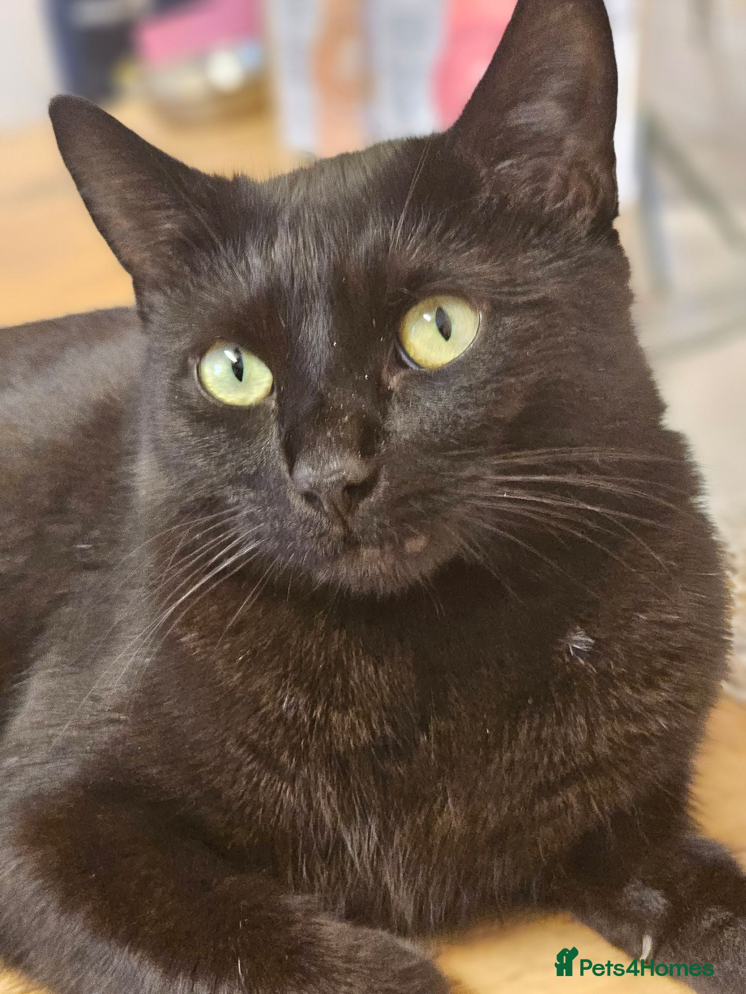 Mixed Breed cats 2 beautiful dark chocolate colloured boys  - Advert 1