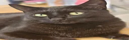 Mixed Breed cats for sale: 2 beautiful dark chocolate colloured boys  - Advert 4
