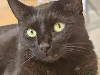 Mixed Breed cats 2 beautiful dark chocolate colloured boys - Advert 1