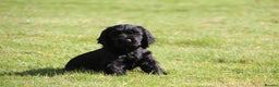 Cocker Spaniel dogs for sale: Gorgeous KC Reg Cocker Spaniels for Forever Homes - Advert 11