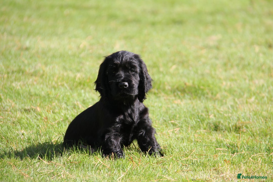 Cocker Spaniel dogs for sale: Gorgeous KC Reg Cocker Spaniels for Forever Homes - Advert 11