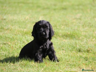 Cocker Spaniel dogs Gorgeous KC Reg Cocker Spaniels for Forever Homes - Advert 4