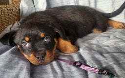 Rottweiler dogs for sale: Chunky Rottweiler Puppies  - Image 22