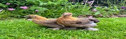 Chickens poultry for sale: Bantams and Pekins For Sale - Advert 6