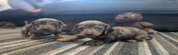 Dachshund dogs for sale: Gorgeous Smooth-Haired Dachshund Puppies - Advert 27