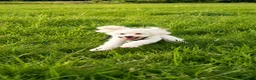 Maltese dogs for sale: Maltese Puppy - Advert 5