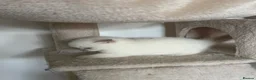 British Shorthair cats for sale: Two Scottish Fold and Two British Shorthair  - Advert 24