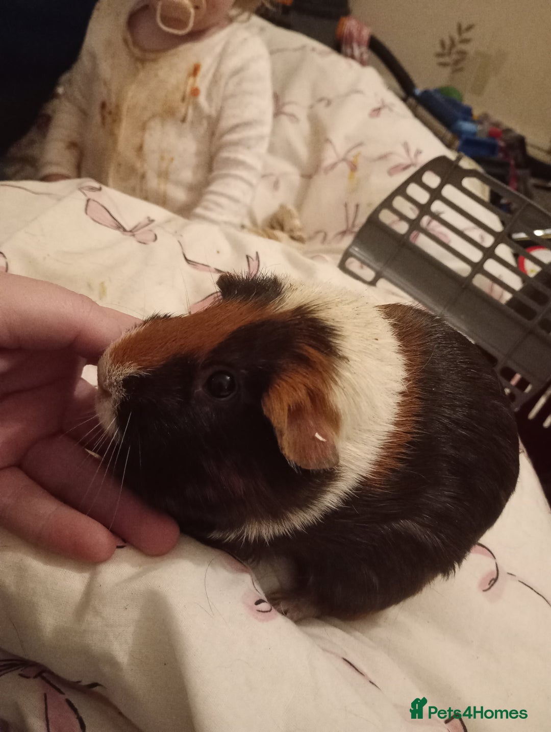 Guinea Pig rodents for sale: Female guinea pigs  - Advert 4