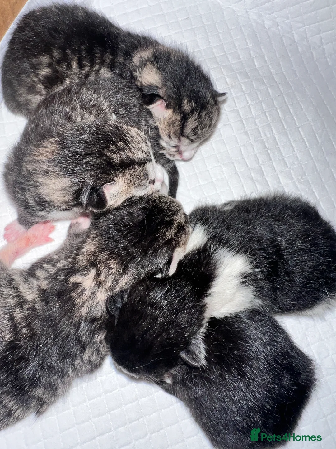 Mixed Breed cats for sale: Ragdoll X kittens - Advert 5