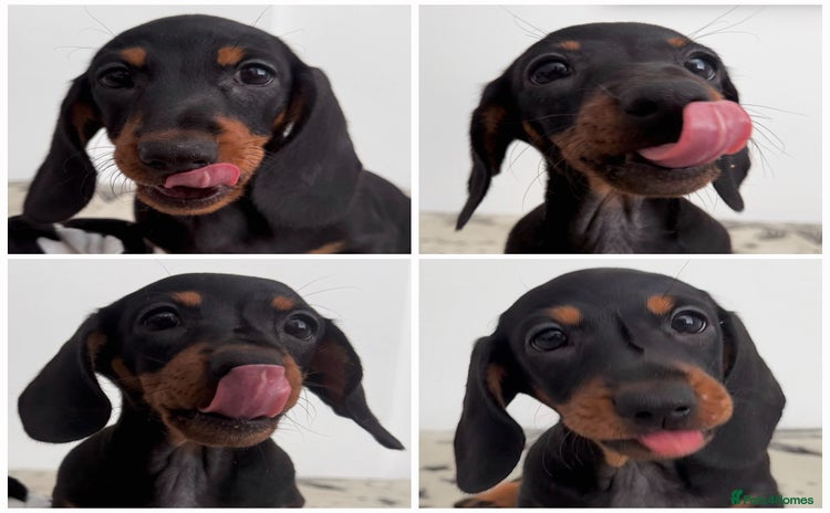 Miniature Dachshund dogs for sale - Advert 2