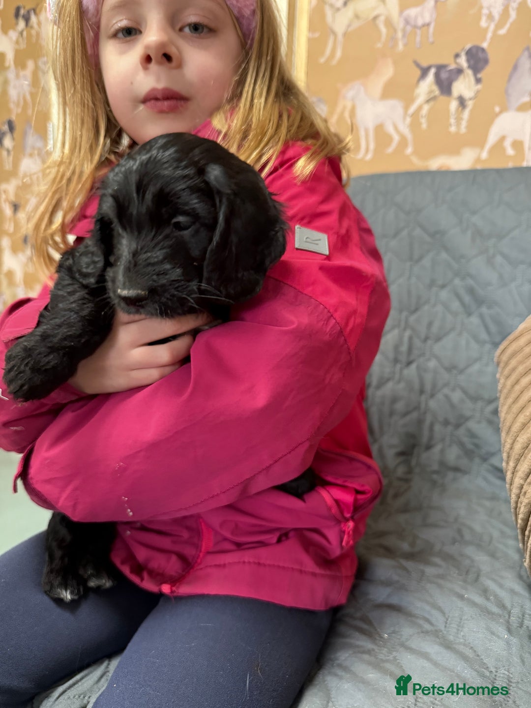 Cockapoo dogs for sale: F1 Cockapoo’s Fully DNA hereditary clear - Advert 8