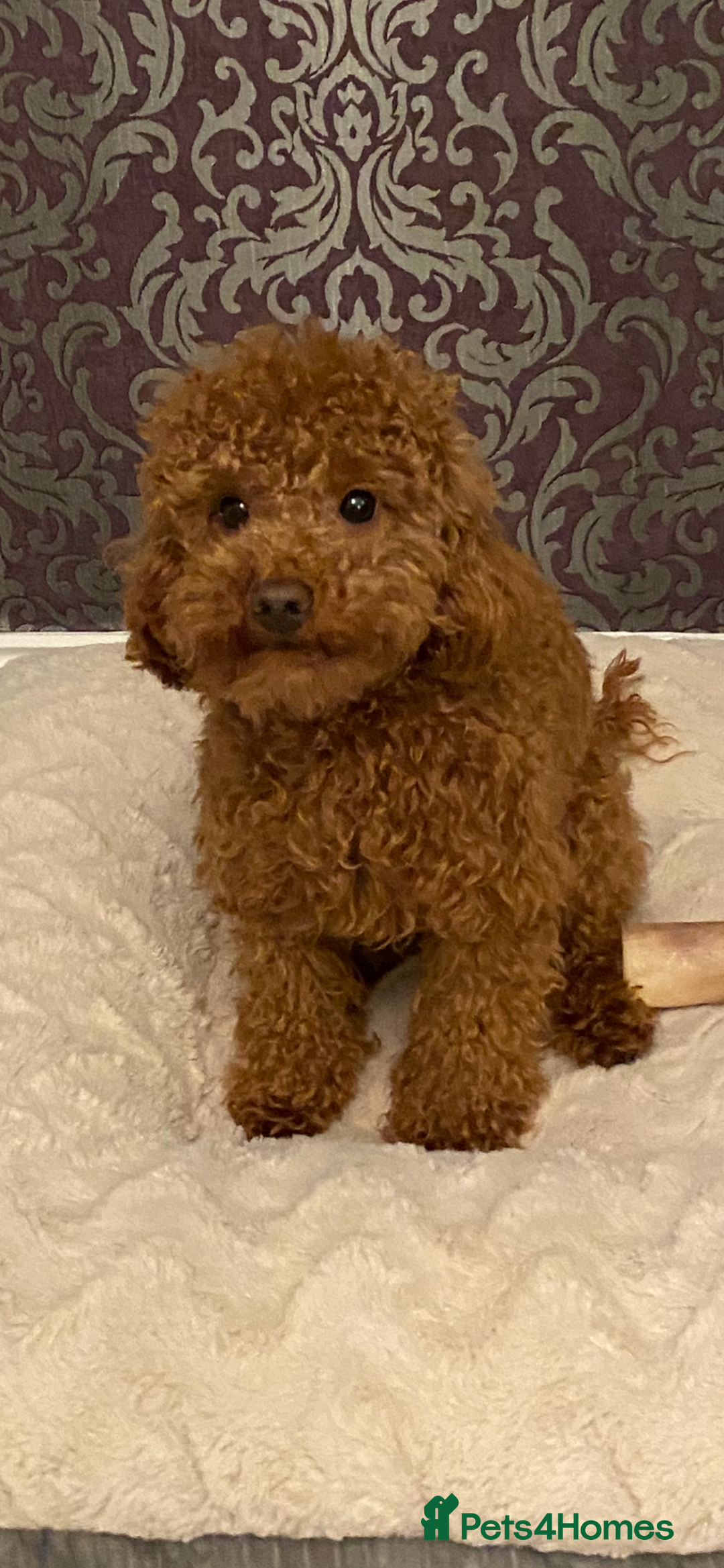 Toy Poodle dogs for stud: Toy Poodle Stud (Not for Sale) in Houghton le Spring - Advert 4