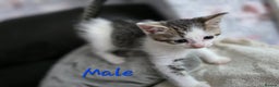 Mixed Breed cats for sale: Lovely kittens - Advert 6