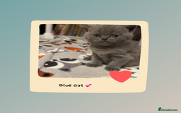 British Shorthair cats for sale: Beautiful Fluffy British Shorthair Kittens  - Image 18