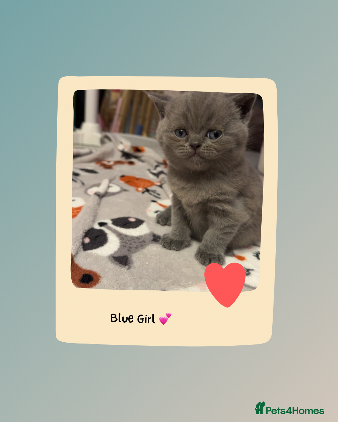British Shorthair cats for sale: Beautiful Fluffy British Shorthair Kittens  - Image 18