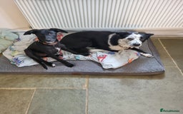 Mixed Breed dogs for sale: Loving girl looking for forever home - Image 4