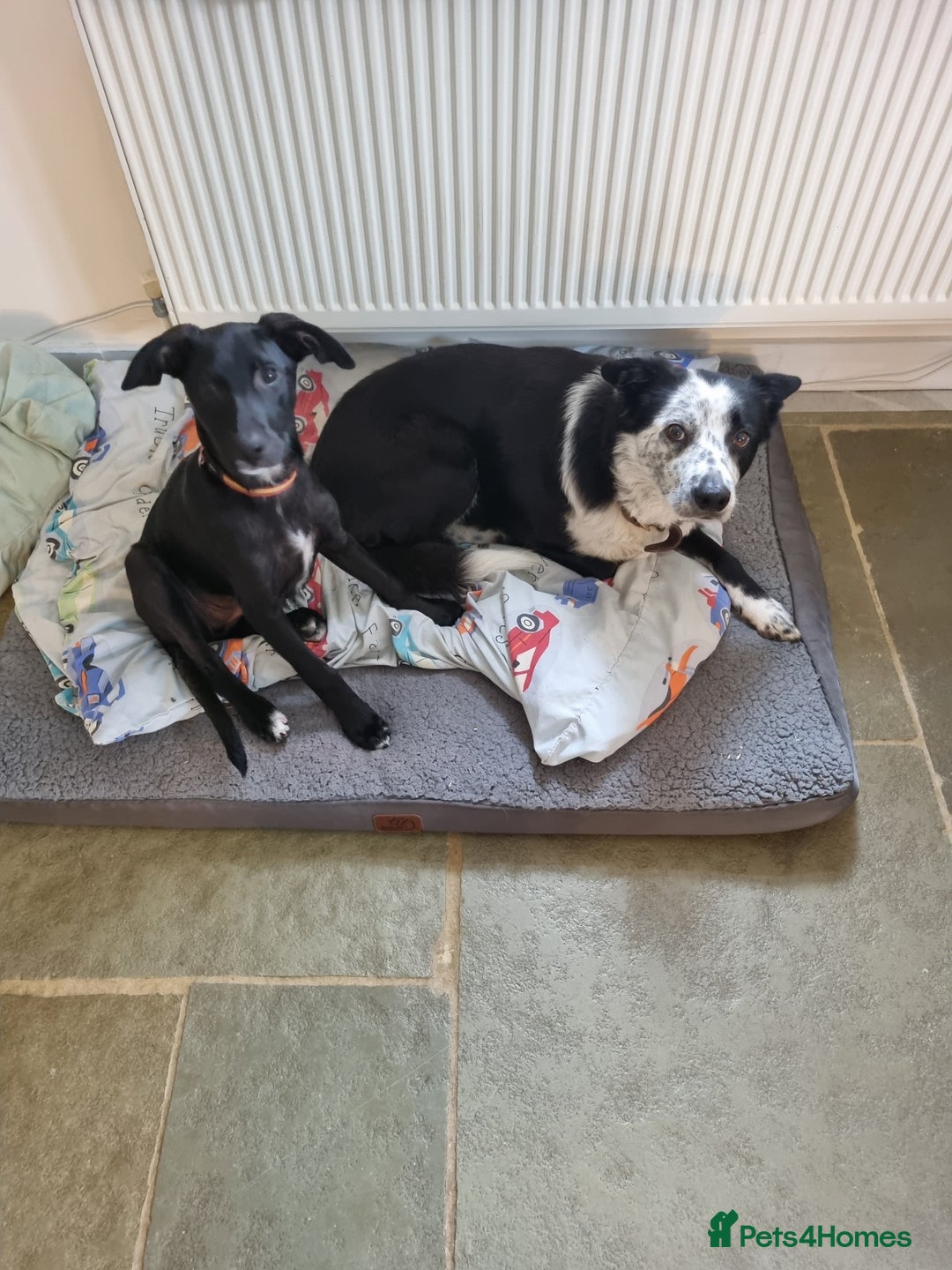 Mixed Breed dogs for sale: Loving girl looking for forever home - Image 4