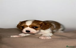 Cavalier King Charles Spaniel dogs for sale: Stunning top quality KC reg Ruby boy remaining  - Image 5