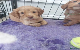 Cocker Spaniel dogs for sale: Health tested working cocker spaniels  - Image 28