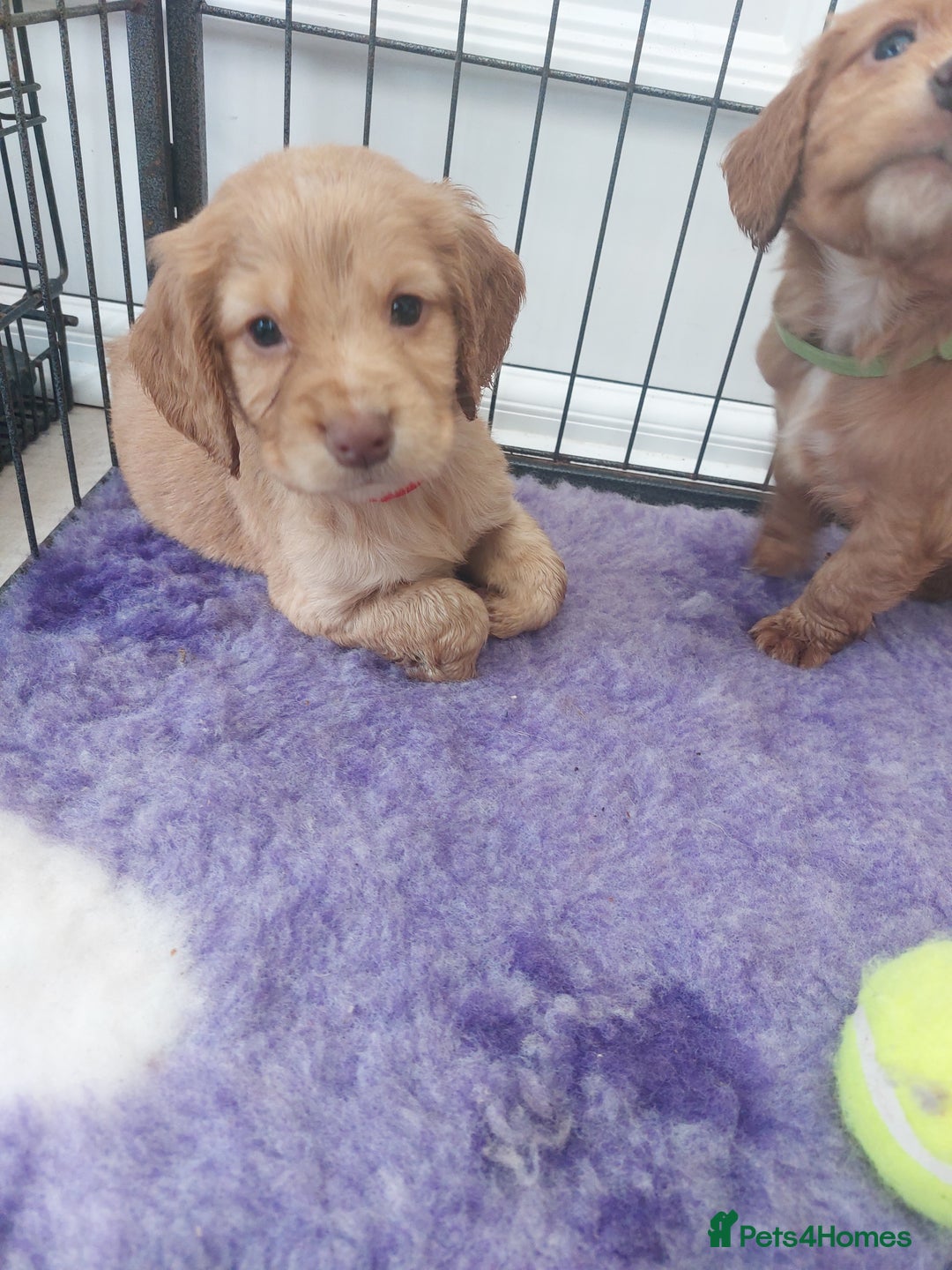 Cocker Spaniel dogs for sale: Health tested working cocker spaniels  - Image 28