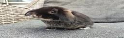 Mini Lop rabbits for sale: Stunning partial blue eyed black otter mini lop  - Advert 4
