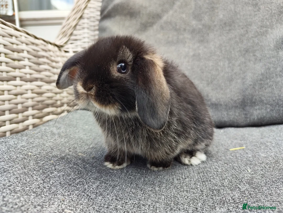 Mini Lop rabbits for sale: Stunning partial blue eyed black otter mini lop  - Advert 4
