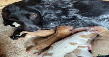 Cocker Spaniel dogs - Advert 11