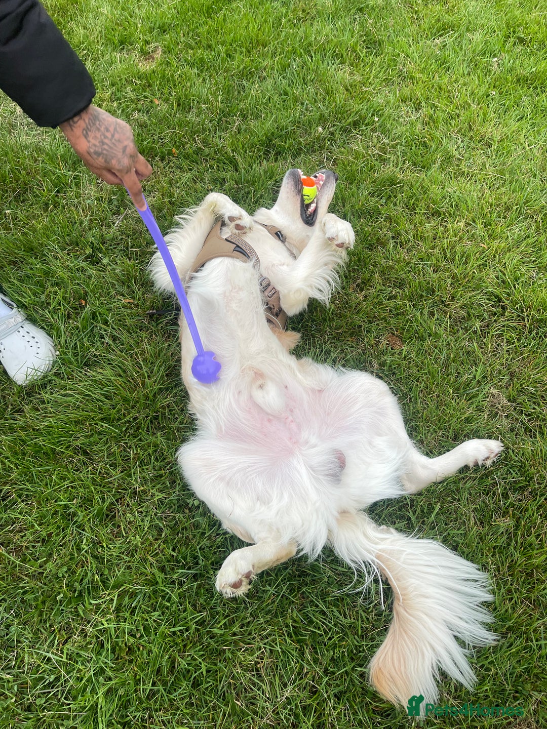 Golden Retriever dogs for sale: Male Golden Retriever. 1 year 10 months  - Image 4